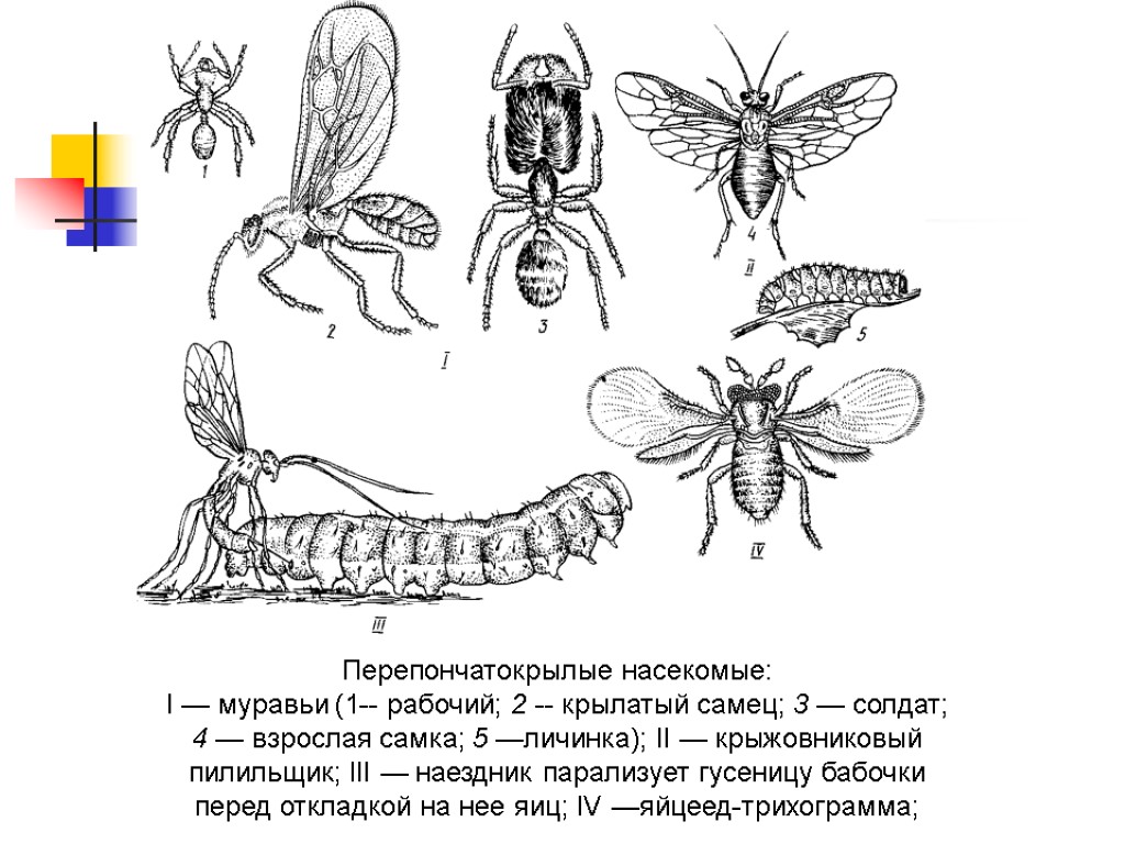 Перепончатокрылые насекомые: I — муравьи (1-- рабочий; 2 -- крылатый самец; 3 — солдат;